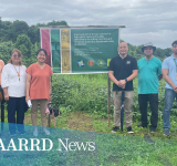 DOST-PCAARRD and UPLB-IPB collaborate to develop quality forages for dairy animals